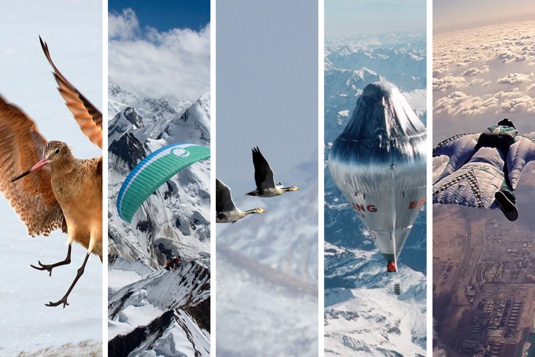 Free Flight Collage