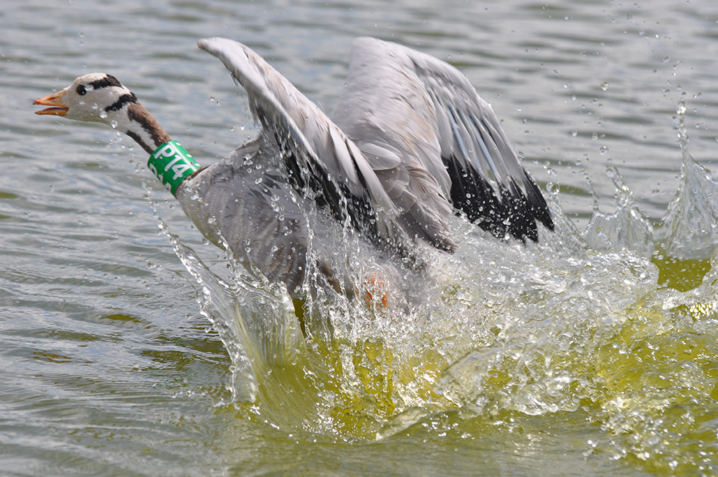 A bird flaring to land on water, wings spread and feet forward